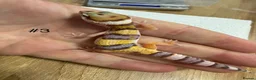 Leopard Gecko reptiles for sale: Baby leopard geckos - Advert 3