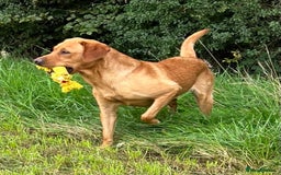 Labrador Retriever dogs for sale: 🩷Two Girls🩷 Fully Vaccinated-KC Labrador Puppies in Launceston - Image 14