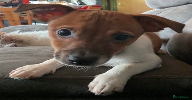 Jack Russell dogs - Advert 10