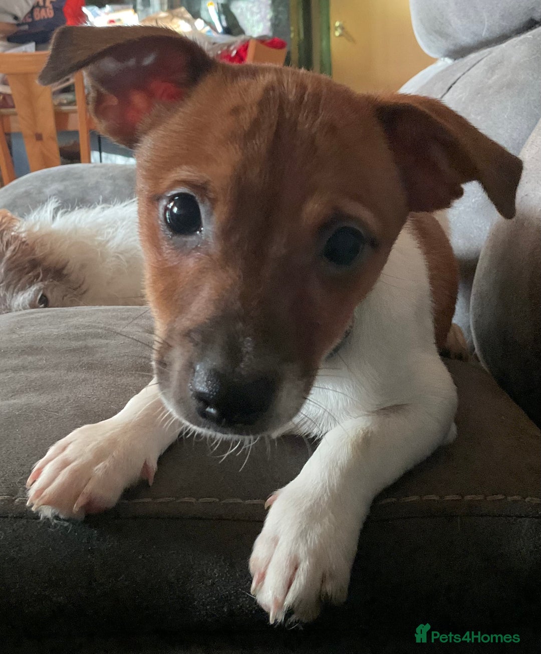 Jack Russell dogs for sale: Tiny Jack Russell - Image 3