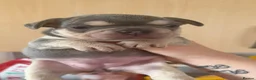 French Bulldog dogs for sale: French bulldog puppy’s  - Advert 4