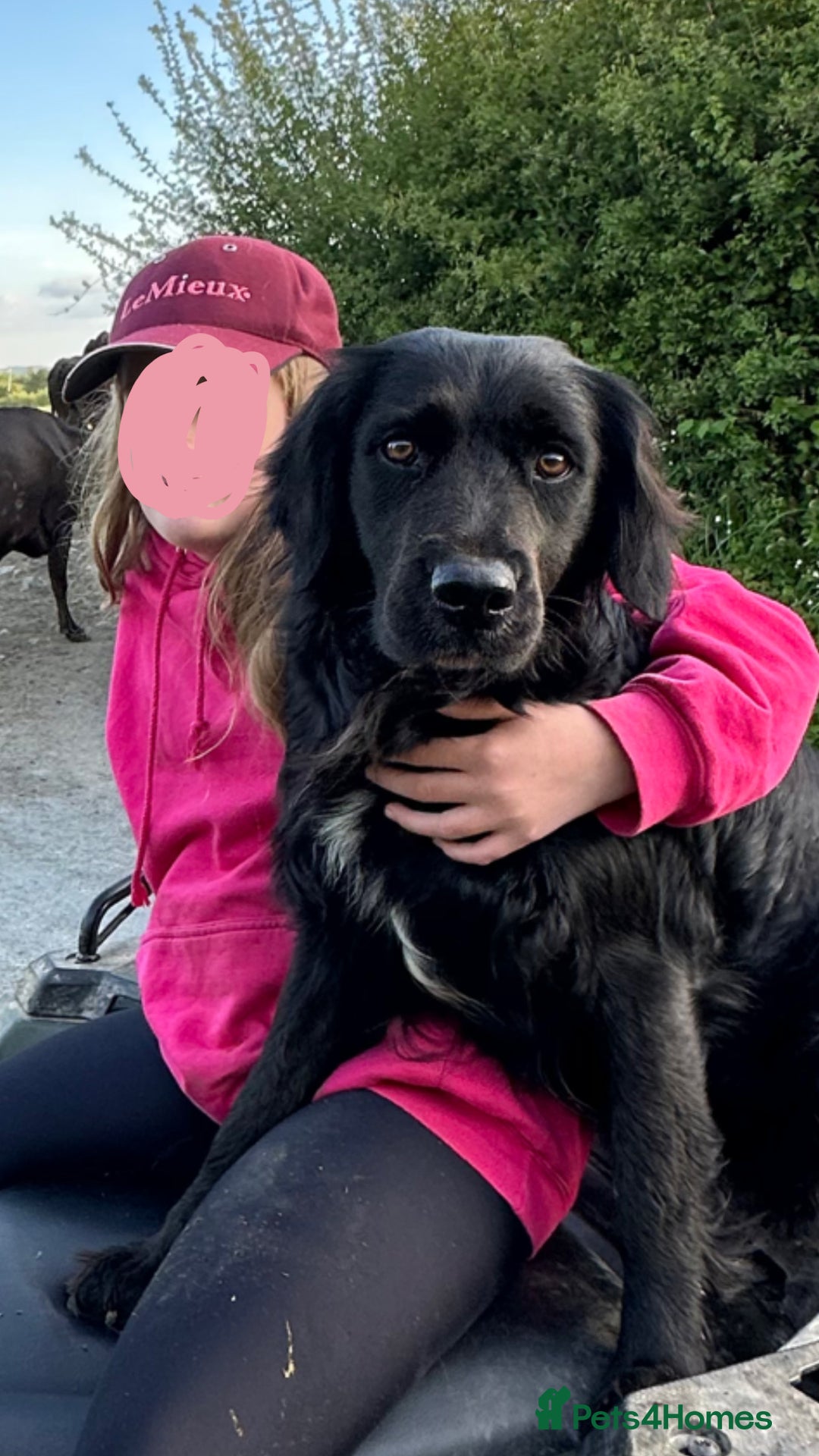 Mixed Breed dogs for sale: Collie cross retriever pups  - Image 4