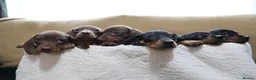 Dachshund dogs for sale: 6 adorable dachshund puppies available  - Advert 3