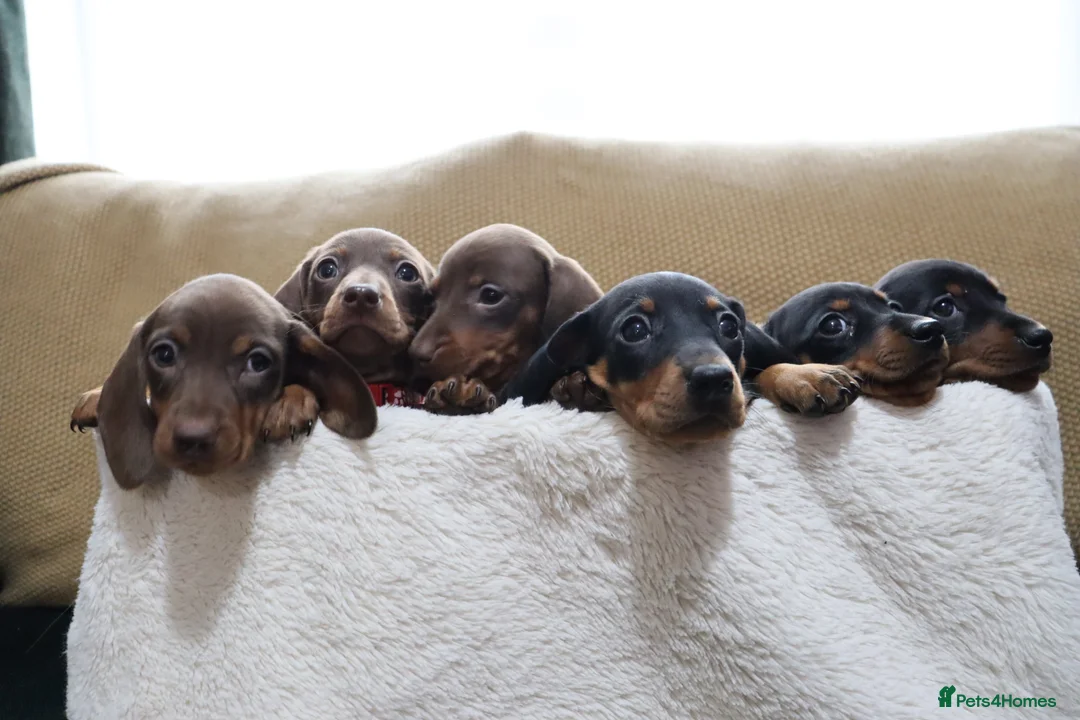 Dachshund dogs for sale: 6 adorable dachshund puppies available  - Advert 3
