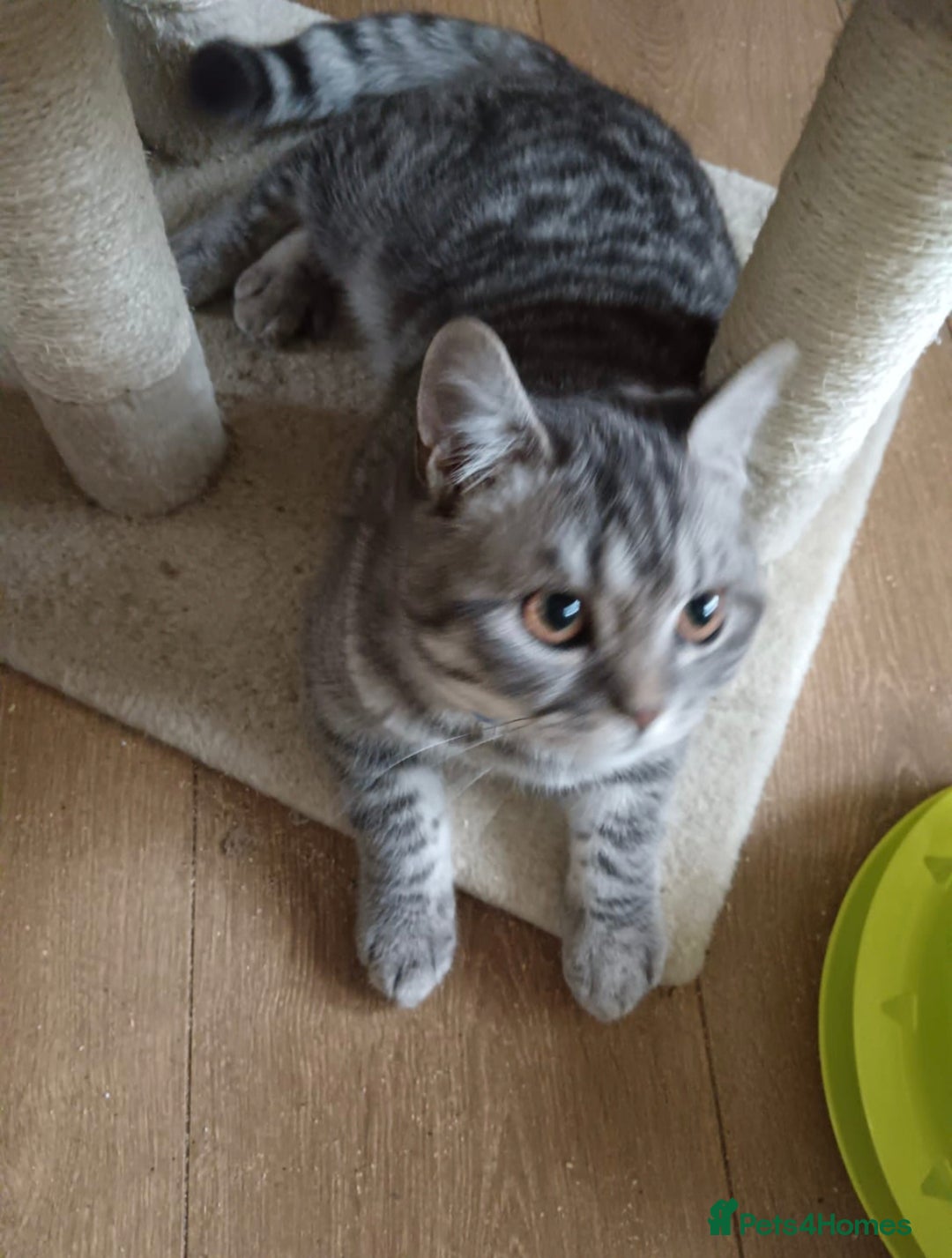 British Shorthair cats for sale: British shorthair tabby - Image 3
