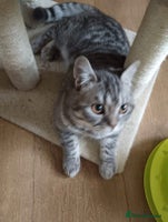 British Shorthair cats - Advert 5
