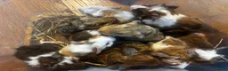 Guinea Pig rodents for sale: Babies ready 2 reserve girls&boys  - Advert 29