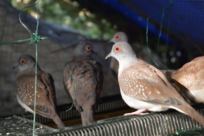 Doves birds in Welwyn Garden City - Advert 6