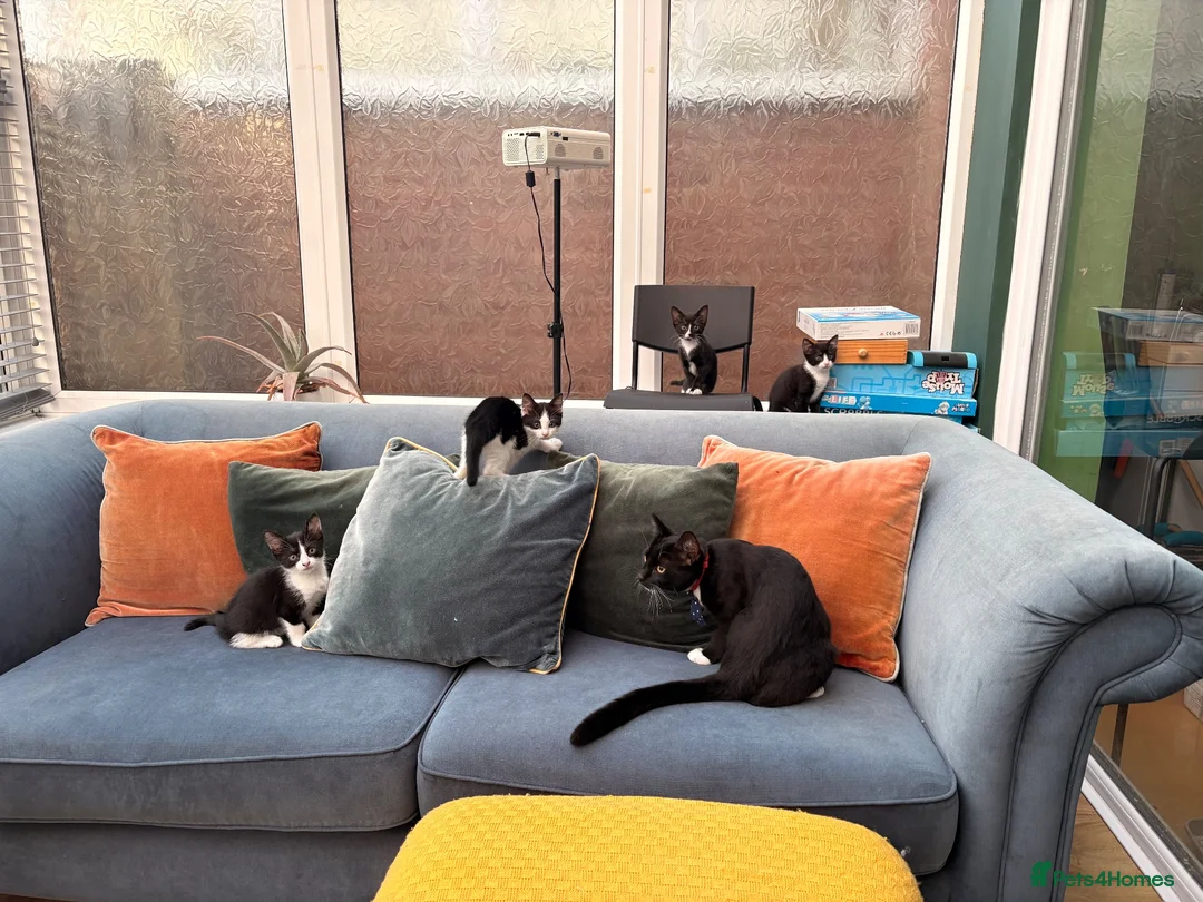 Mixed Breed cats for sale: Beautiful baby girls  in Swindon - Advert 13