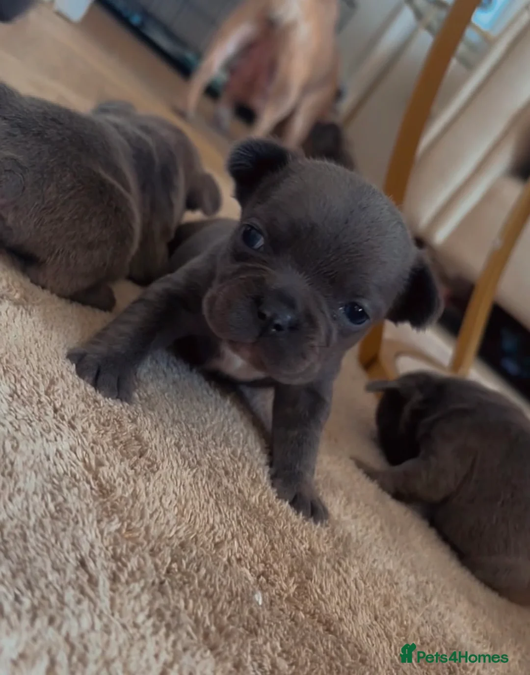 French Bulldog dogs for sale: Adorable French bulldog puppies in Taunton - Advert 2