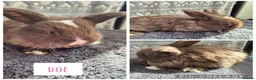 Mini Lop rabbits for sale: ❤️ READY TO RESERVE ❤️  - Advert 6