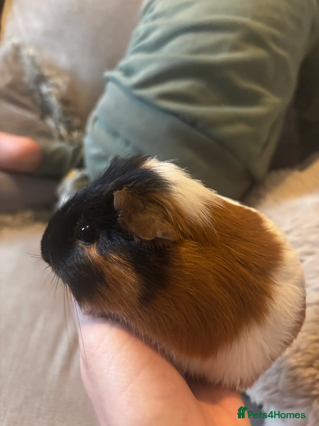 Guinea Pig rodents for sale: Male guinea pig  - Advert 3