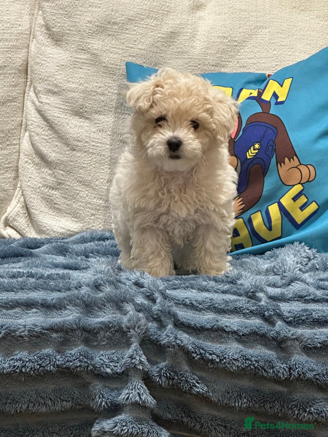Maltipoo dogs for sale: 8 Week Maltipoo Puppy - Image 4