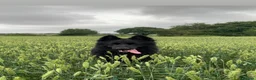 German Shepherd dogs for stud: Winston family protection dog  - Advert 6