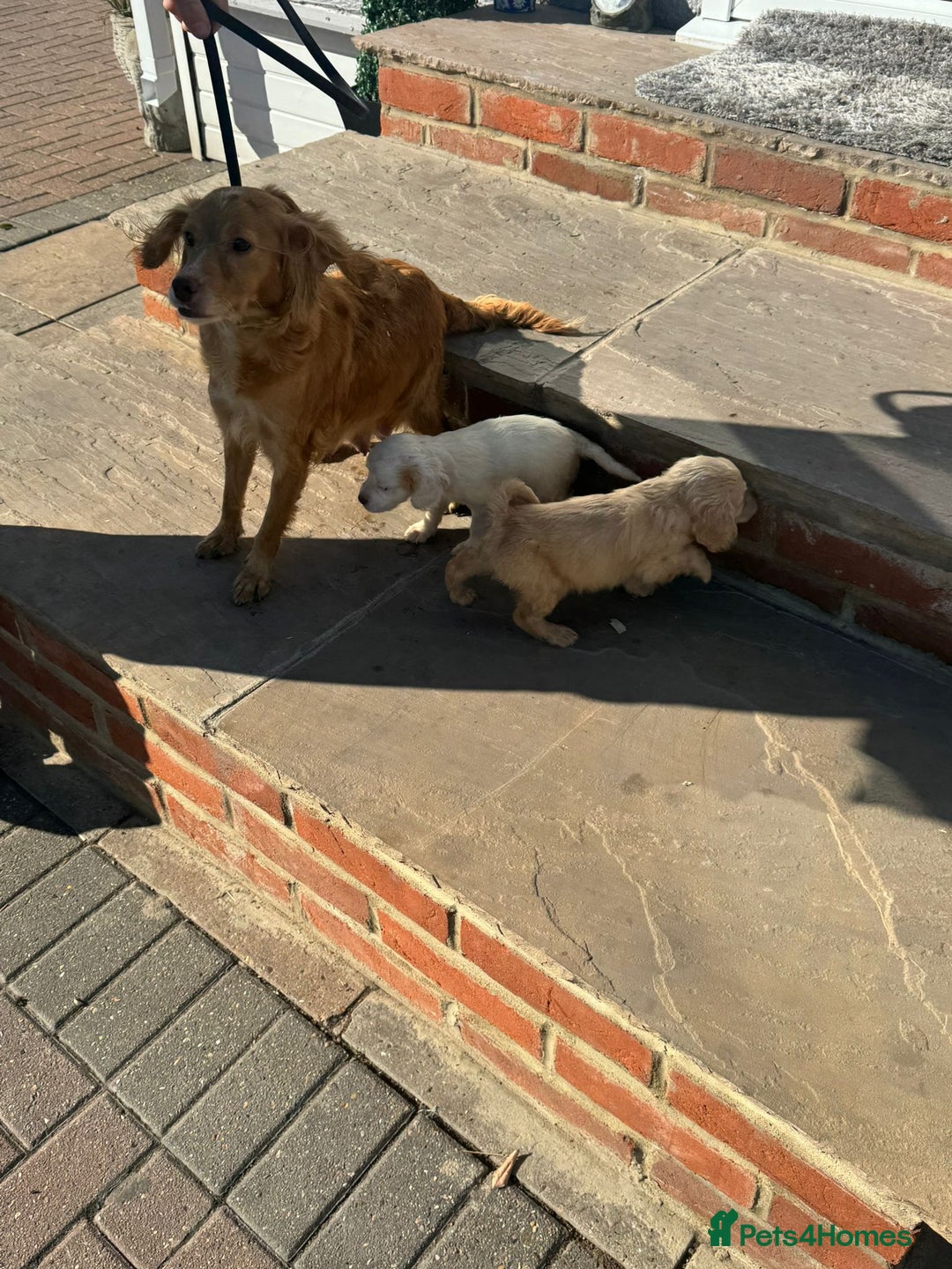 Cocker Spaniel dogs for sale: Champagne cocker spaniel pups  - Image 1