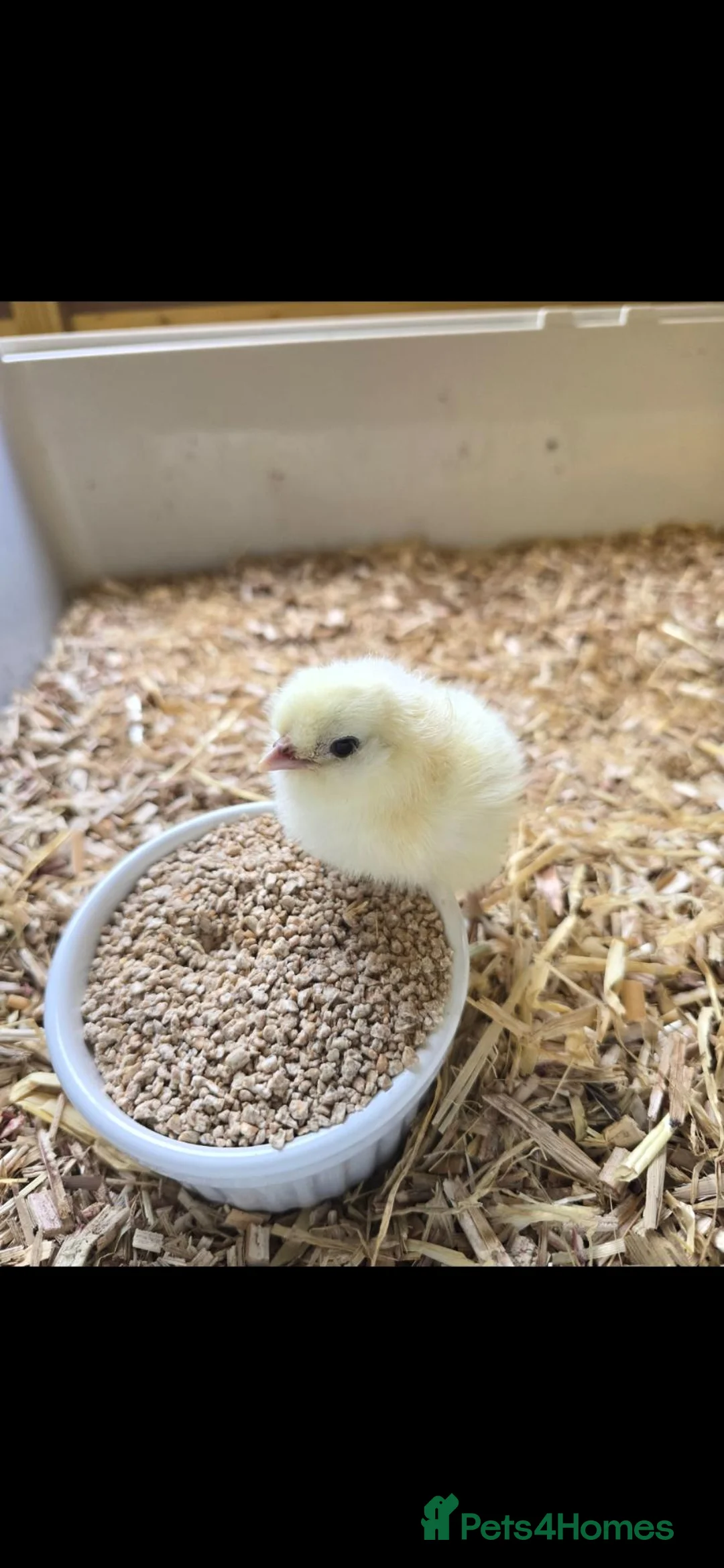 Mixed Breed livestock for sale: Day old chicks available  - Advert 2