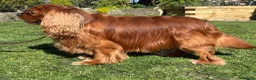 Cavalier King Charles Spaniel dogs for stud: KC Reg Health Tested Proven Cavalier King Charles - Advert 3