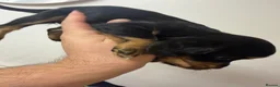Cocker Spaniel dogs for sale: Cocker spaniels puppy’s  in Rotherham - Advert 8