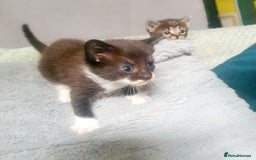 Mixed Breed cats for sale: 2 black and white boys - Image 2