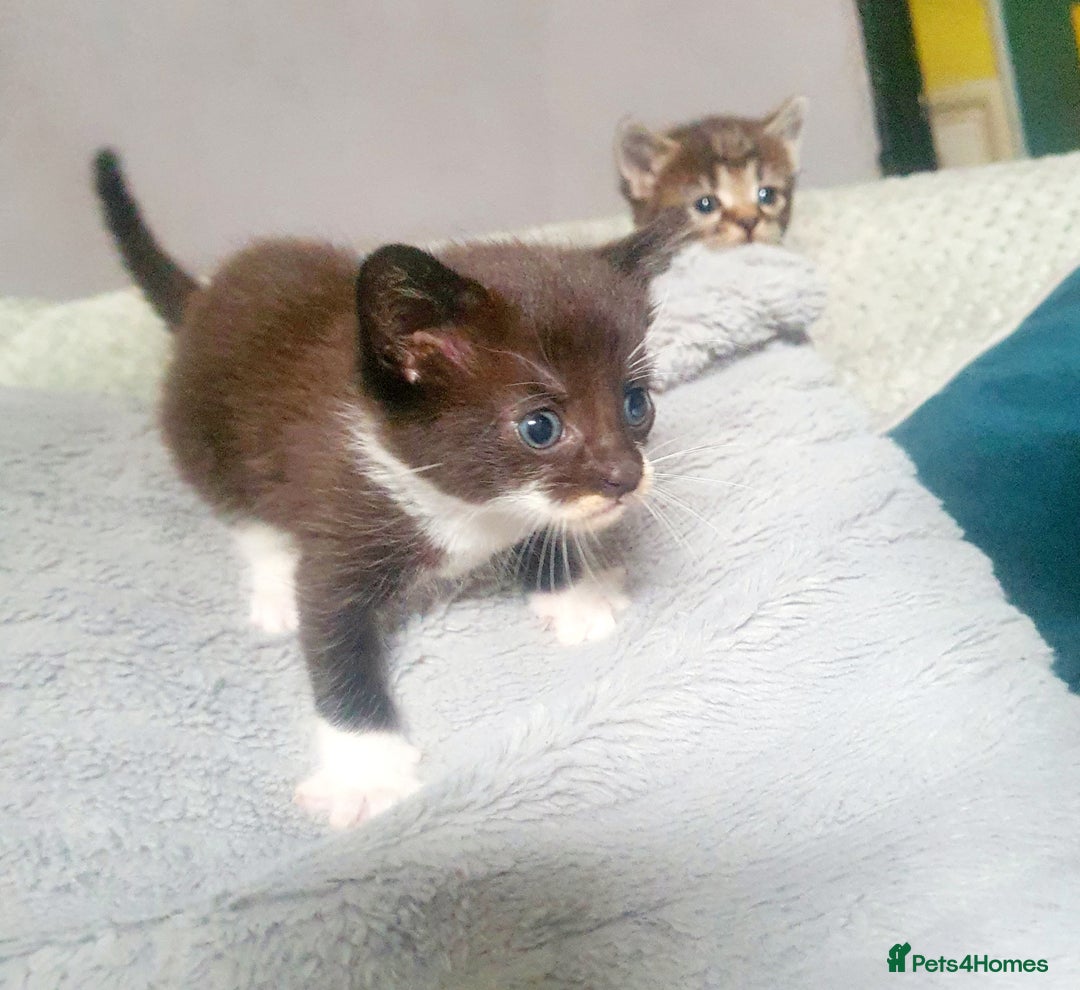 Mixed Breed cats for sale: 2 black and white boys - Image 2