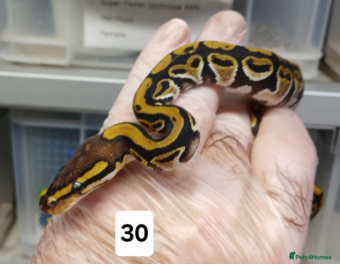 Python Snake reptiles for sale: Hatchling Royal Python's  - Image 19