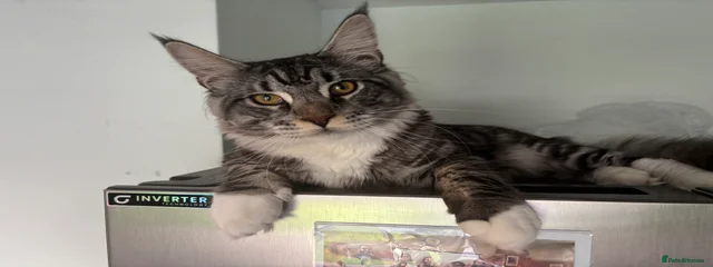 Simba