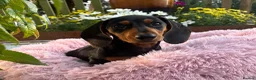 Miniature Dachshund dogs for sale: Puppy for Sale Outstanding KC Male Mini Dachshund  - Advert 34