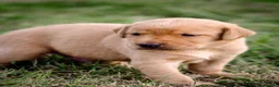 Labrador Retriever dogs for sale: Elite Litter: KC Registered Fox Red Labrador Pups - Advert 8
