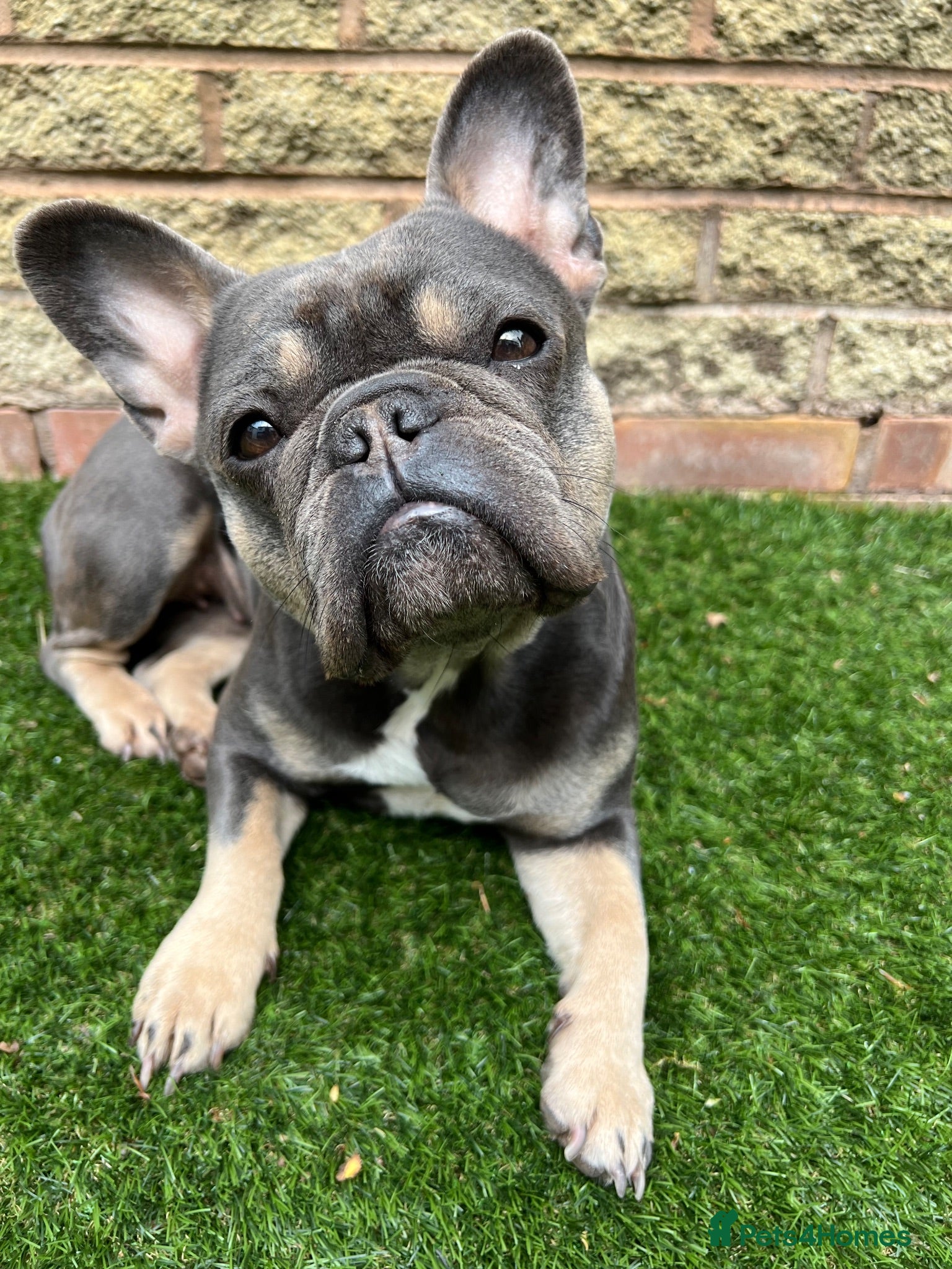 French Bulldog dogs French bulldog  - Advert 1
