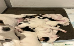 Jack Russell dogs for sale: 3 Lovely jack Russel girls - Image 9