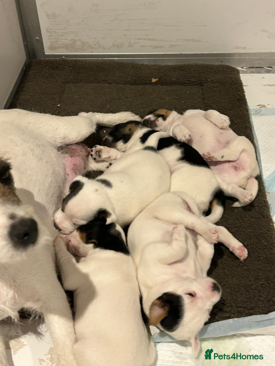 Jack Russell dogs for sale: 3 Lovely jack Russel girls - Image 9