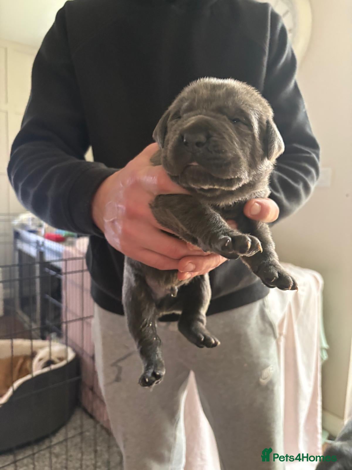 Mixed Breed dogs *ITALIAN MASTIFFS* Cane Corso x Presa Canario Pups - Advert 4