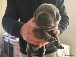 Mixed Breed dogs *ITALIAN MASTIFFS* Cane Corso x Presa Canario Pups - Advert 4