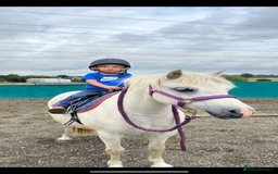 Welsh Section A horses for sale: True first pony  - Image 3