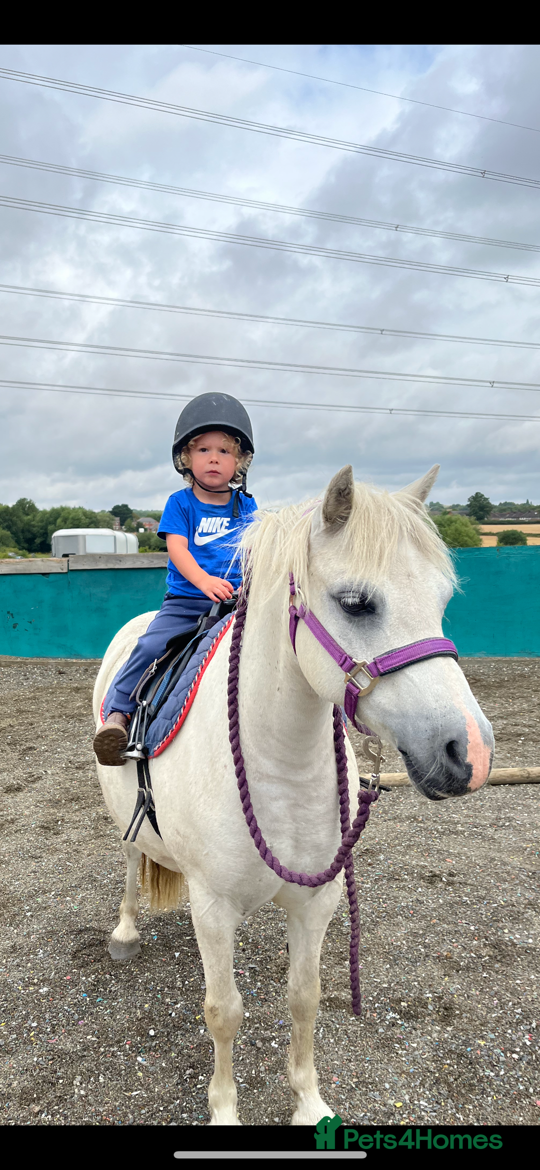 Welsh Section A horses for sale: True first pony  - Image 3