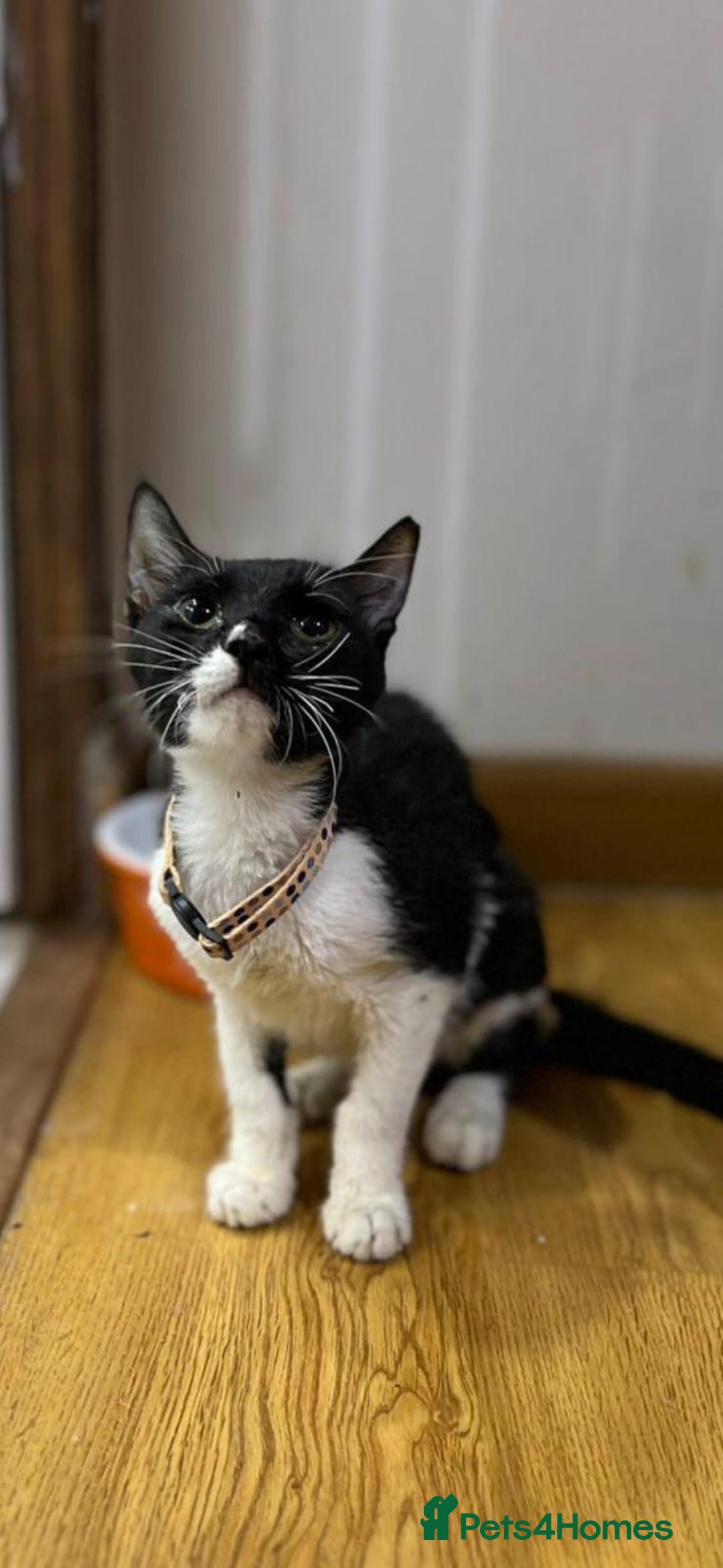 Mixed Breed cats for adoption: DAISY 6M USED TO CALM DOG-CUTE AS A BUTTON - Advert 6