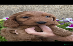 Cockapoo dogs for sale: COCKERPOOS HEALTH TESTED PARENTS - Image 9