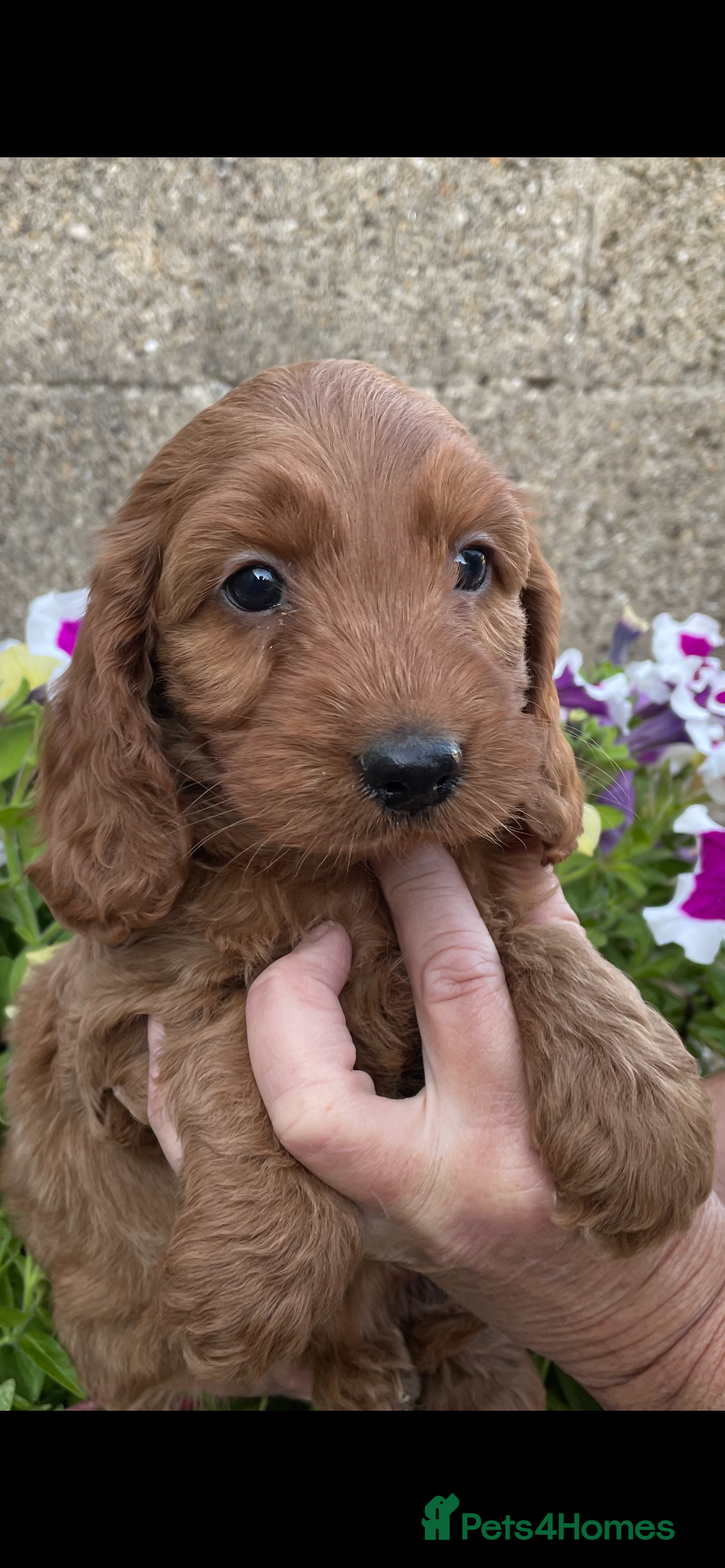 Cockapoo dogs for sale: COCKERPOOS HEALTH TESTED PARENTS - Image 9
