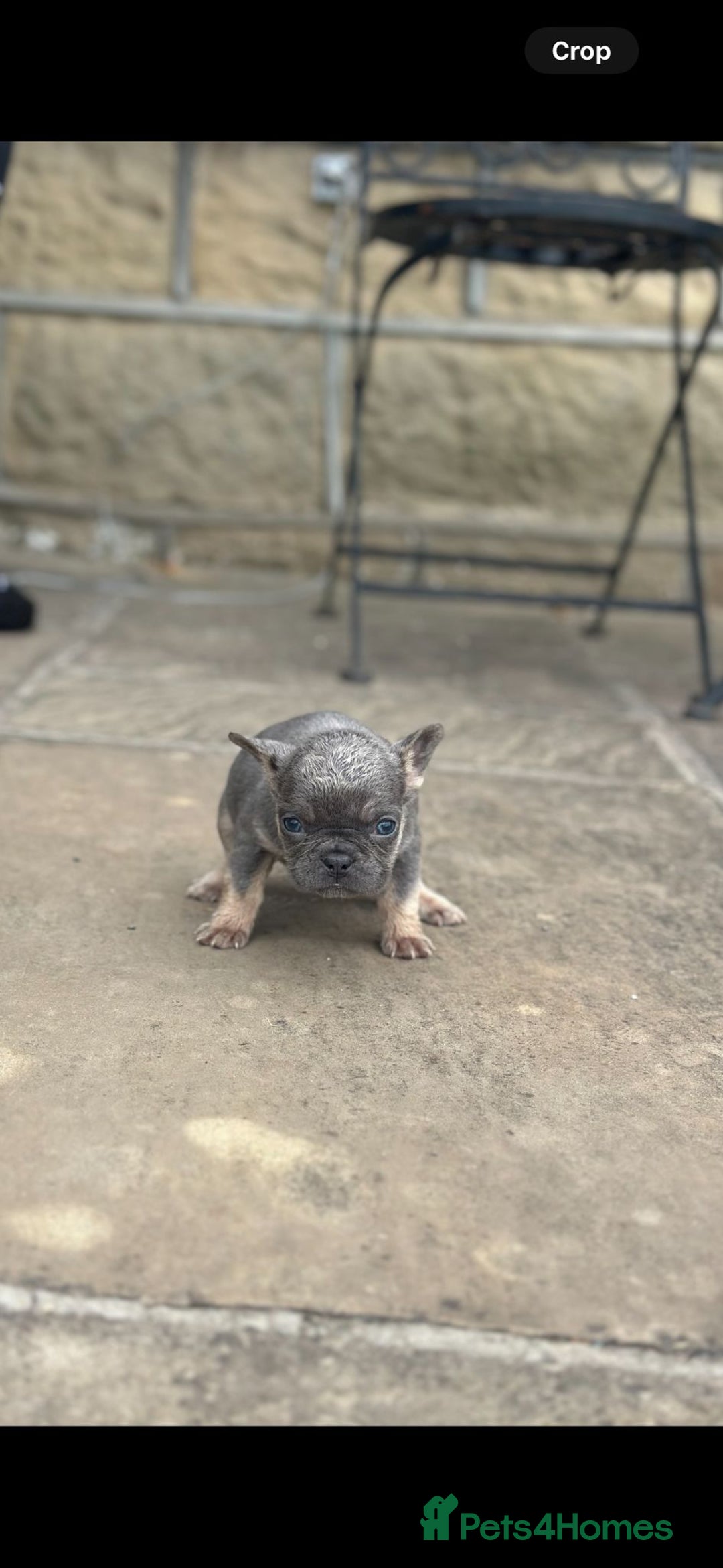 French Bulldog dogs for sale: Miniature French bulldogs carry fluffy  - Image 22