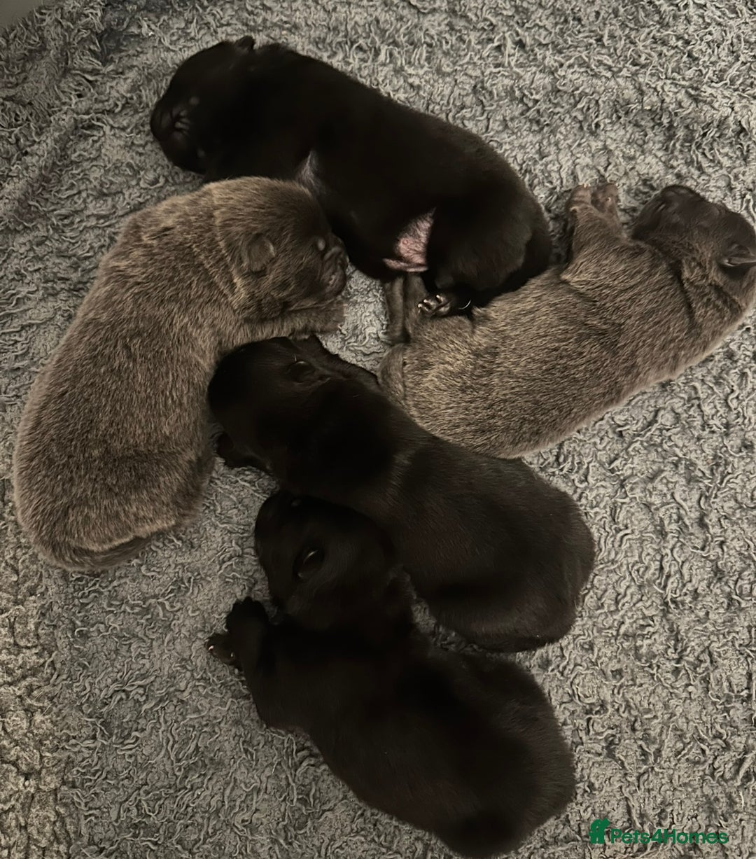 Chow Chow dogs for sale: KC reg chow chows  - Advert 1