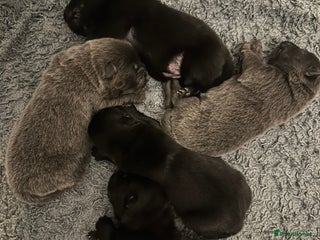 Chow Chow dogs KC reg chow chows - Advert 8