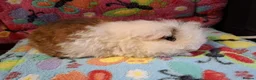 Guinea Pig rodents for sale: Baby Boars In Different Breeds  - Advert 8