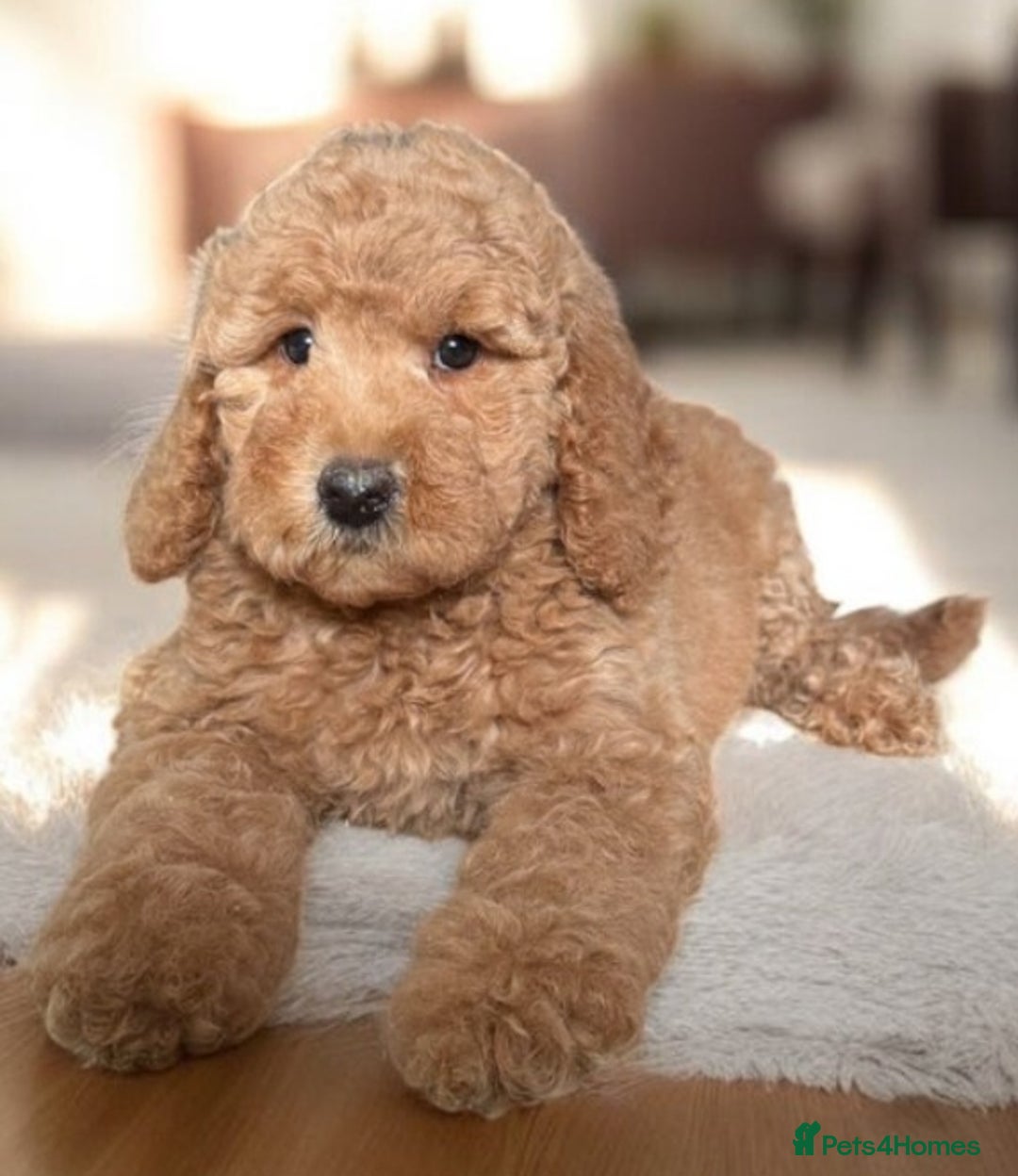 Australian Labradoodle dogs for sale: Australian Labradoodle Bitch fully vaccinated  - Advert 11