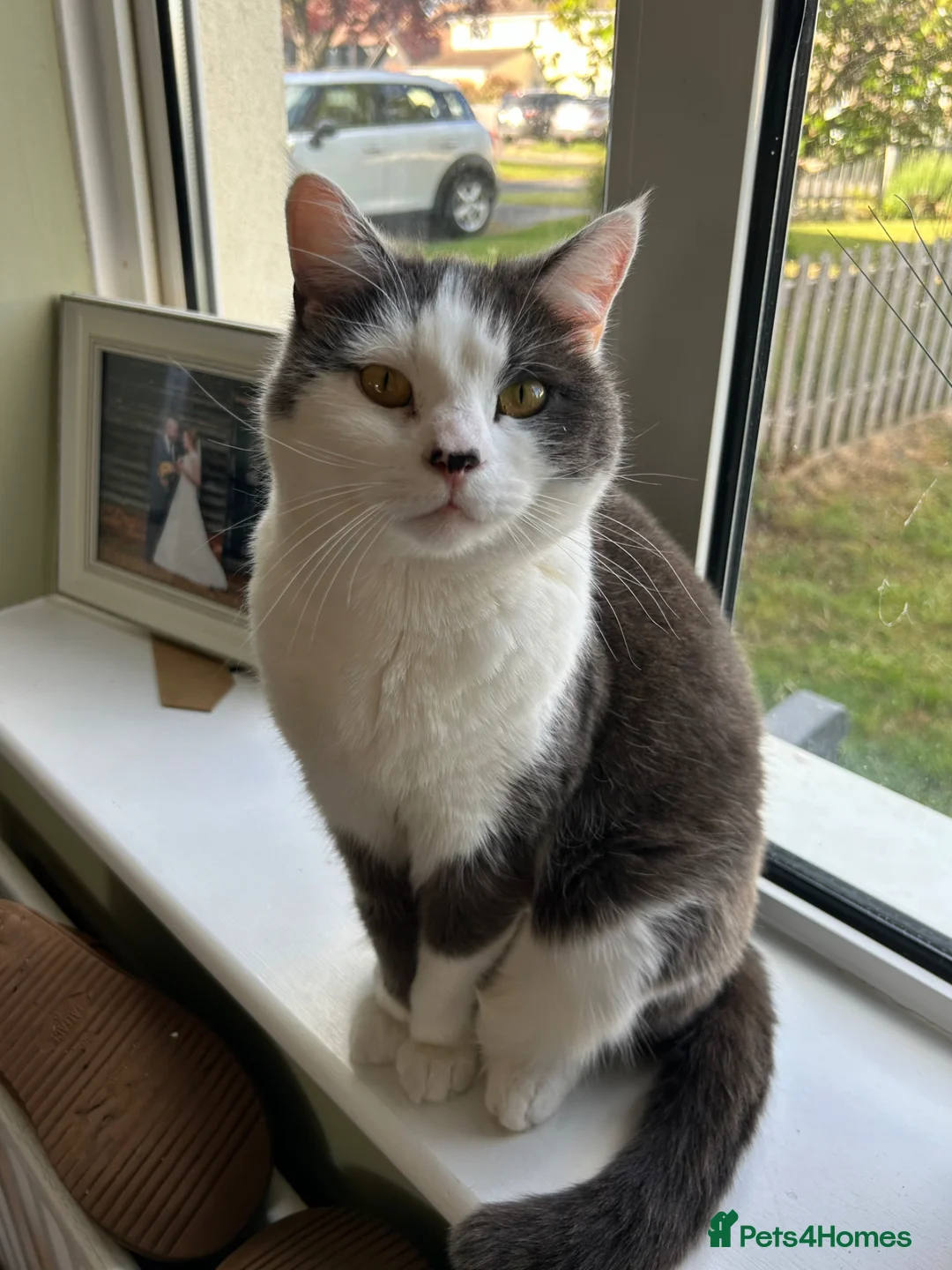 Mixed Breed cats for sale: Rehoming our lovely cat 🐱  - Advert 1