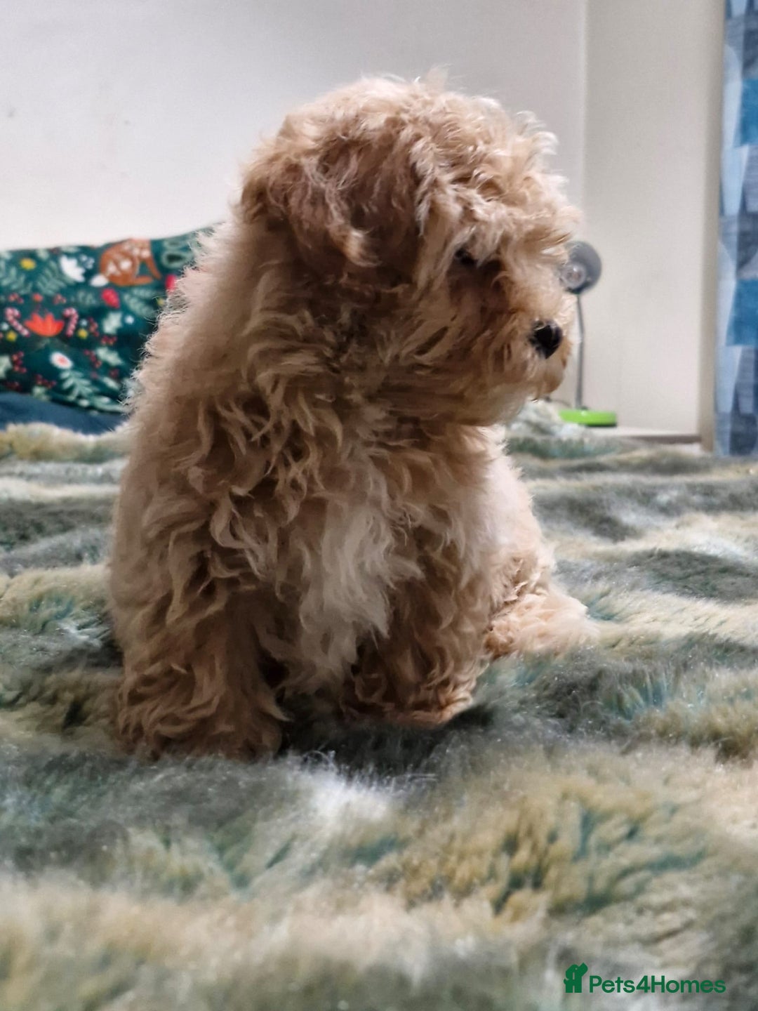 Maltipoo dogs for sale: Beautiful Korean Maltipoo Puppies–3 Girls &2 Boys  - Advert 7
