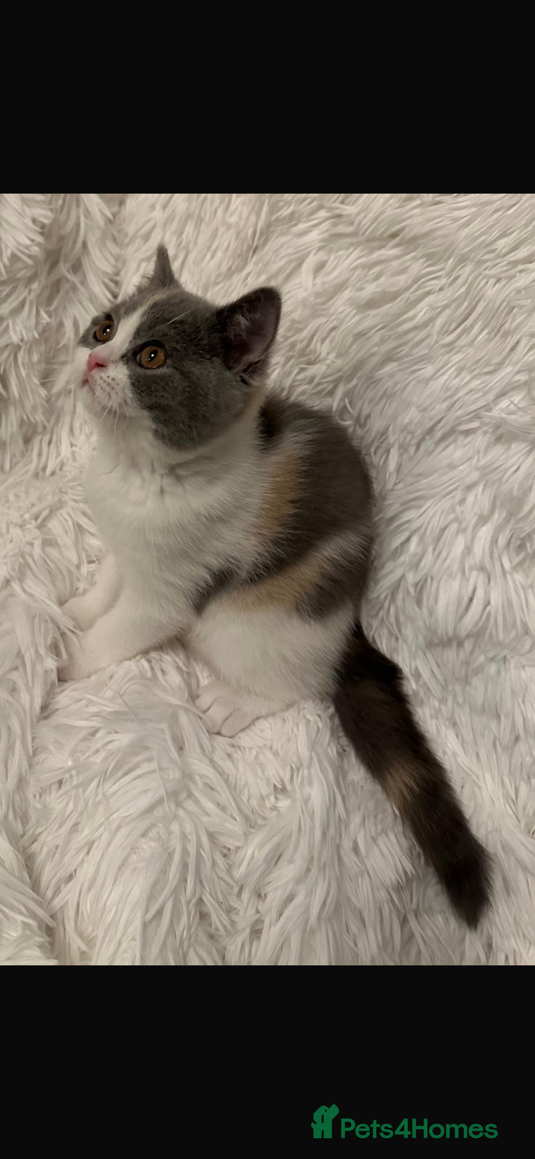 British Shorthair cats for sale: 1 left Ready NOW GCCF BSH kittens  - Advert 19