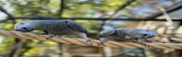 Parrots birds for sale: Intelligent Congo African Gray Parrots  - Advert 2