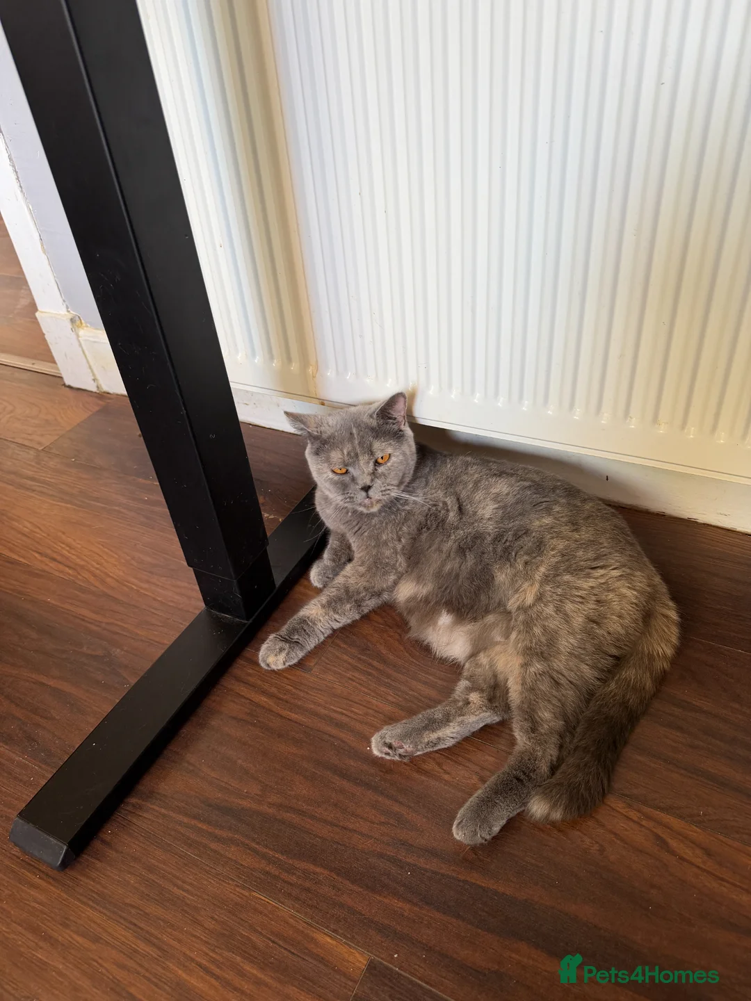British Shorthair cats for sale: Two British Shorthair  in Bo'ness - Advert 3