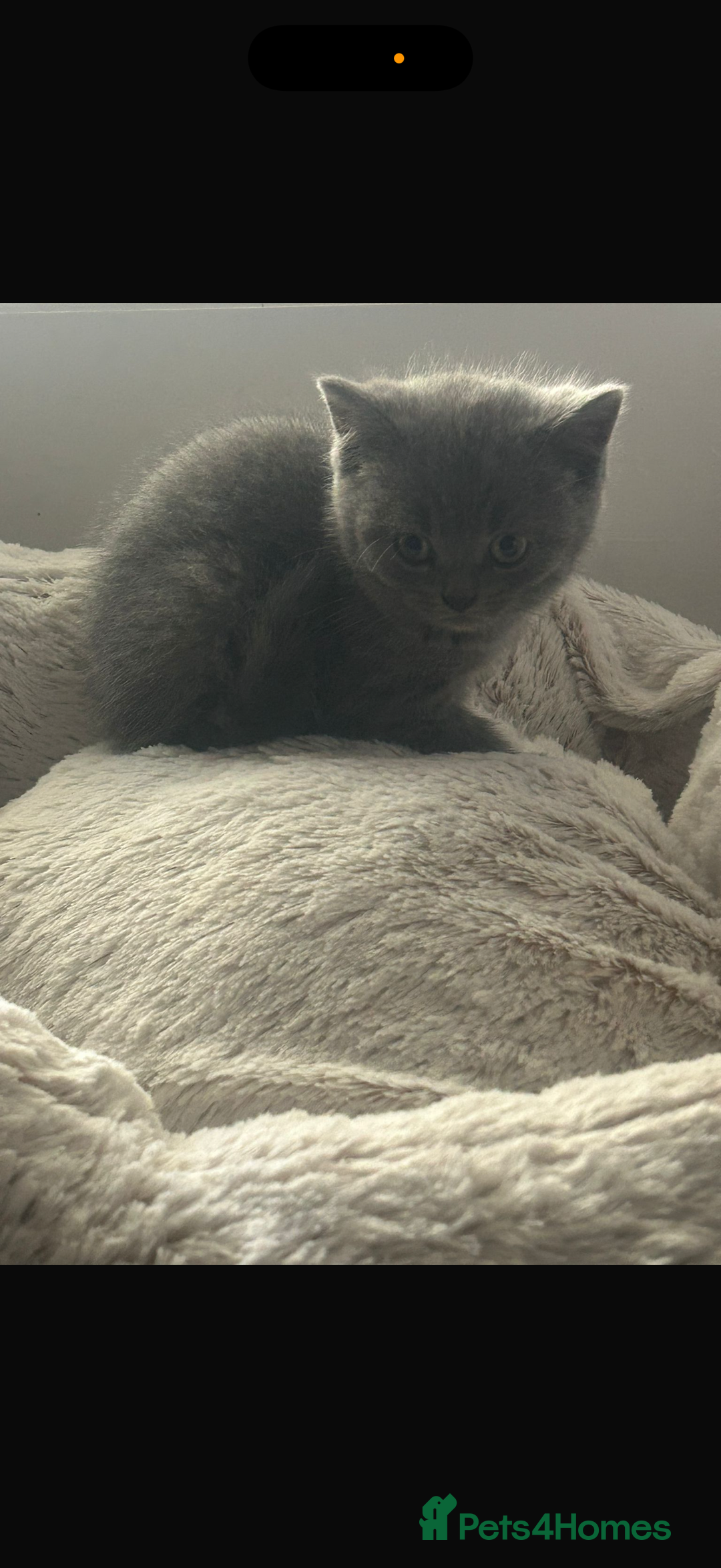 British Shorthair cats for sale: Beautiful cuddly, British short hair kittens  - Image 18