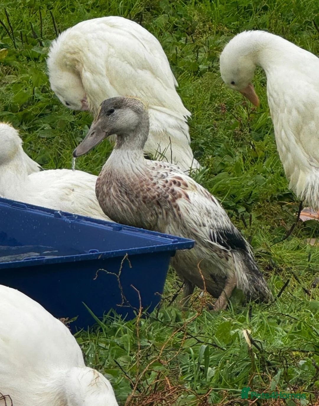 Ducks poultry for sale: Young drakes, Cherry Valley, Welsh Harlequin - Advert 2
